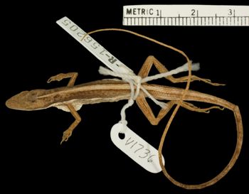 Media type: image;   Herpetology R-156205 Aspect: dorsal